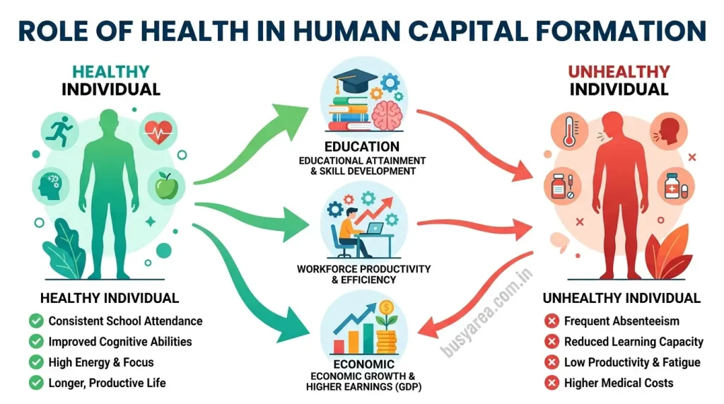 what is the role of health in human capital formation